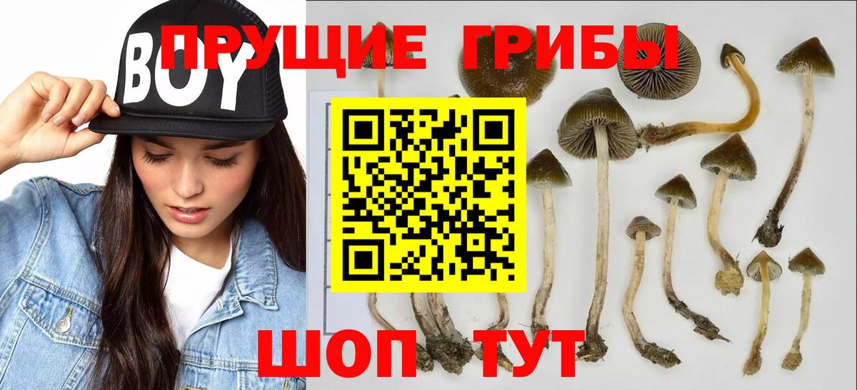 Псилоцибиновые грибы Cubensis Астрахань